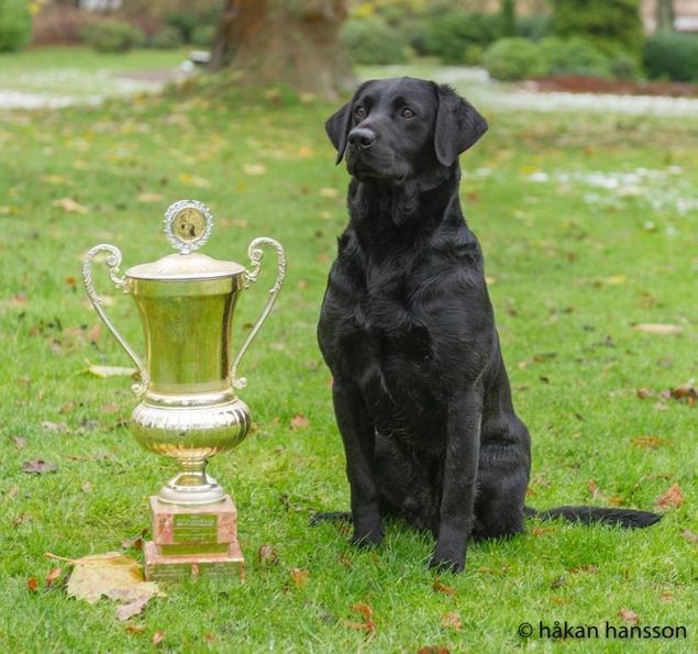 Beechbrook Abbey Brewing vil omkring 1 sep. blive parret med DKFTCrjk MPMrjk15 Labdom Pochard (Poacher). Se  hvalpenes stamtavle herunder.
Poacher er en rigtig dejlig hund, der udover overbevisende brugsegenskaber også er en flot hund. 
Højdepunkter:
RJK Vinder klasse markprøve - 1. vinder
Vinder af RJK's mesterskab 2015
Mest vindende markprøvehund RJK 2015
Dansk Field Trial Champion RJK.
Udover at han har bevist sine kvalifikationer på markprøver, har han også bevist at han er i stand til at overføre sine gode gener til sine hvalpe på flere forskellige tæver. Det er noget vi har lagt meget vægt på. Både 1. Vinder og 2. Vinder på RJK's mesterskab 2018 var hvalpe efter Poacher på forskellige tæver.
Poacher's sundhed er helt i Top, og da Abbey's også er tilsvarende god vil hvalpene bliver 